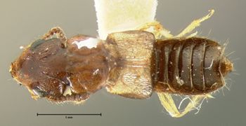 Media type: image;   Entomology 6555 Aspect: habitus dorsal view